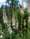 Fingerbøl 'Apricot Delight', Skønt indslag i det romantiske bed og i større blomsterarrangementer.