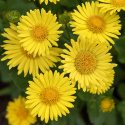 Gemserod 'Little Leo', Vidunderlig vårpragt med marguerit-lignende, klartgule blomster. 