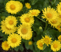 Gemserod 'Little Leo', Vidunderlig vårpragt med marguerit-lignende, klartgule blomster. 