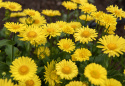 Gemserod 'Little Leo', Vidunderlig vårpragt med marguerit-lignende, klartgule blomster. 