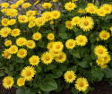 Gemserod 'Little Leo', Vidunderlig vårpragt med marguerit-lignende, klartgule blomster. 
