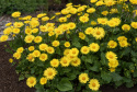 Gemserod 'Little Leo', Vidunderlig vårpragt med marguerit-lignende, klartgule blomster. 