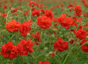 Nellikerod 'Red Dragon', halv- til helt fyldte blomster på lange, grenede stængler, som hæver sig højt over løvet.