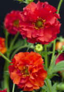 Nellikerod 'Red Dragon', halv- til helt fyldte blomster på lange, grenede stængler, som hæver sig højt over løvet.