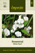 Rosenvial 'White Pearl'