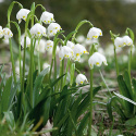 Vår-Hvidblomme
