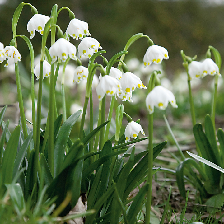 Vår-Hvidblomme