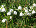 Vår-Hvidblomme