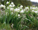Vår-Hvidblomme