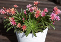 Lewisia 'Little Plum', stjerneformede blomster i nuancer af pink, koral og abrikos, alle med mørkere årer på bladene.