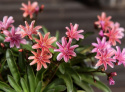 Lewisia 'Little Plum', stjerneformede blomster i nuancer af pink, koral og abrikos, alle med mørkere årer på bladene.
