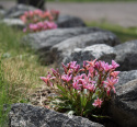 Lewisia 'Little Plum', stjerneformede blomster i nuancer af pink, koral og abrikos, alle med mørkere årer på bladene.