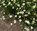 Cherleria, bittesmå blomster i det reneste hvide med svage, mørkegrønne åreaftegninger og en gul midte.