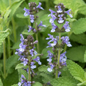 Katteurt,  Velegnet som kantplante i bede eller krukker. Tiltrækker bestøvende insekter.