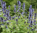 Katteurt,  Velegnet som kantplante i bede eller krukker. Tiltrækker bestøvende insekter.