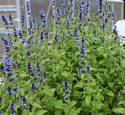 Katteurt,  Velegnet som kantplante i bede eller krukker. Tiltrækker bestøvende insekter.
