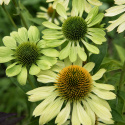 Purpursolhat 'Alan's Pride', Fascinerende limegrønne blomster i varierende nuancer.