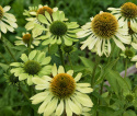 Purpursolhat 'Alan's Pride', Fascinerende limegrønne blomster i varierende nuancer.