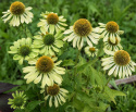 Purpursolhat 'Alan's Pride', Fascinerende limegrønne blomster i varierende nuancer.