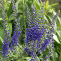 Aksærenpris, staude med lavendelblå blomsterspir på høje, robuste, mørke stængler.