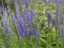 Aksærenpris, staude med lavendelblå blomsterspir på høje, robuste, mørke stængler.