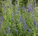 Aksærenpris, staude med lavendelblå blomsterspir på høje, robuste, mørke stængler.