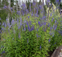 Aksærenpris, staude med lavendelblå blomsterspir på høje, robuste, mørke stængler.