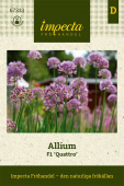 Prydløg Allium F1 'Quattro'