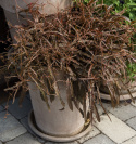 Kobberskræppe 'Twister', Meget spektakulær plante med en vild, forgrenet vækstform. 