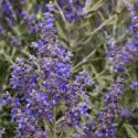 Russisk salvie 'Blue Steel', Meget dekorativ staude med sølvgrønne, aromatiske blade og blåviolette blomsterknopper.