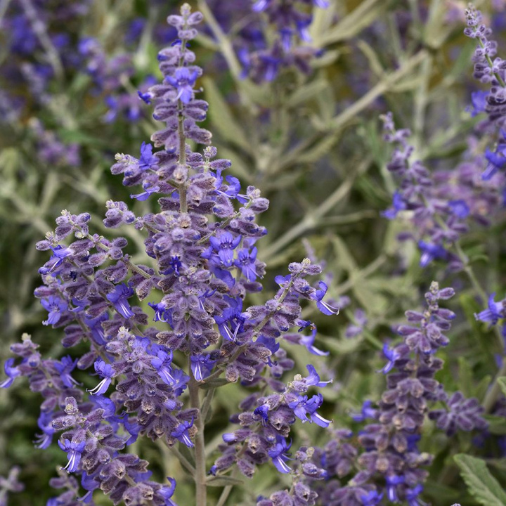 Russisk salvie 'Blue Steel', Meget dekorativ staude med sølvgrønne, aromatiske blade og blåviolette blomsterknopper.