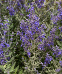 Russisk salvie 'Blue Steel', Meget dekorativ staude med sølvgrønne, aromatiske blade og blåviolette blomsterknopper.