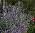 Russisk salvie 'Blue Steel', Meget dekorativ staude med sølvgrønne, aromatiske blade og blåviolette blomsterknopper.