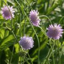 Blåhat, små blomsterknapper i lys lilla på lange stængler over tætte bladrosetter.
