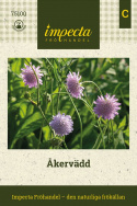 Blåhat, små blomsterknapper i lys lilla på lange stængler over tætte bladrosetter.