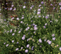 Blåhat, små blomsterknapper i lys lilla på lange stængler over tætte bladrosetter.