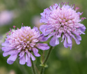 Blåhat, små blomsterknapper i lys lilla på lange stængler over tætte bladrosetter.
