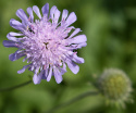 Blåhat, små blomsterknapper i lys lilla på lange stængler over tætte bladrosetter.