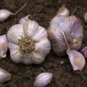 Hvidløg 'Primor' 1 stk, Meget tidlig sort. Får lidt mindre løg med lyst rosa fed og smuk, lillastribet skal.
