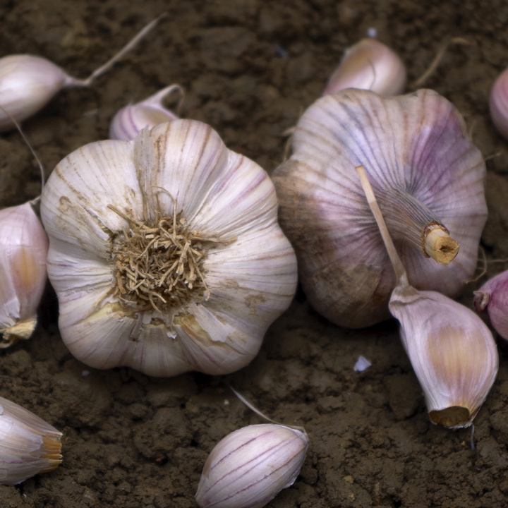 Hvidløg 'Primor' 1 stk, Meget tidlig sort. Får lidt mindre løg med lyst rosa fed og smuk, lillastribet skal.