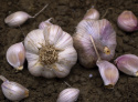 Hvidløg 'Primor' 1 stk, Meget tidlig sort. Får lidt mindre løg med lyst rosa fed og smuk, lillastribet skal.