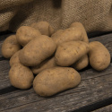 Læggekartofler ''Charlotte'' 1 kg, Fastkogende kartofler, tidlige og kan opbevar
