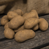 Læggekartofler 'Charlotte' 1 kg