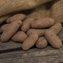Læggekartofler ''Cherie'' 1 kg, Fastkogende kartofler, tidlige og kan opbevares.