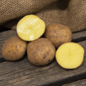 Læggekartofler ''Connect'' 1 kg, Let melede kartofler, tidlige og velegnede til 