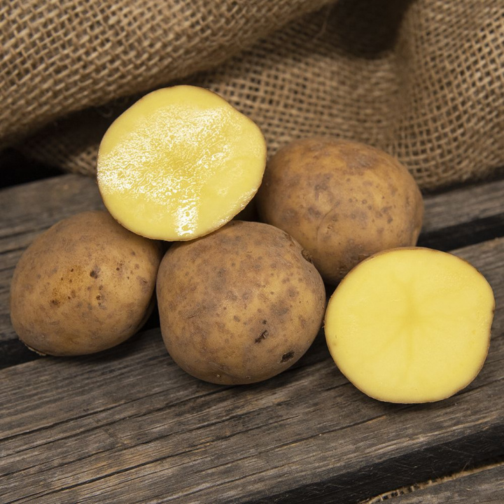 Læggekartofler ''Connect'' 1 kg, Let melede kartofler, tidlige og velegnede til 