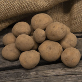 Læggekartofler 'Connect' 1 kg