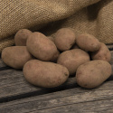Læggekartofler ''Labella'' 1 kg, Let melede kartofler, tidlige og velegnede til 