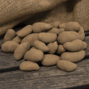 Læggekartofler ''Mandel'' 1 kg, Fastkogende, melede kartofler, sene og velegnede