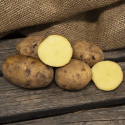 Læggekartofler ''Maria'' 1 kg, Faste kartofler, meget tidlig. Kulturarvssort, de